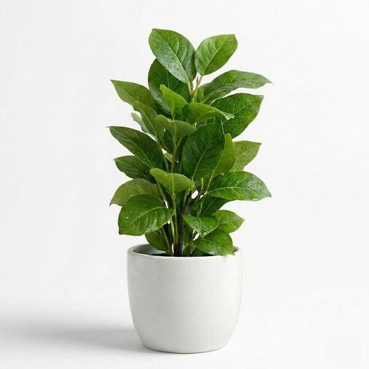 Artificial Green Leaf Potted Plant with White Pot