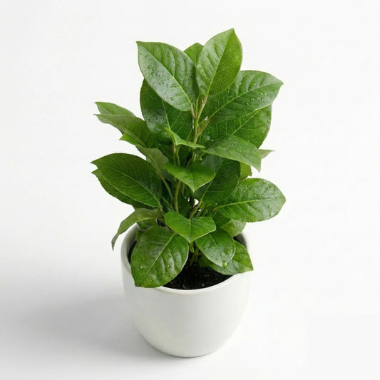 Artificial Green Leaf Potted Plant with White Pot