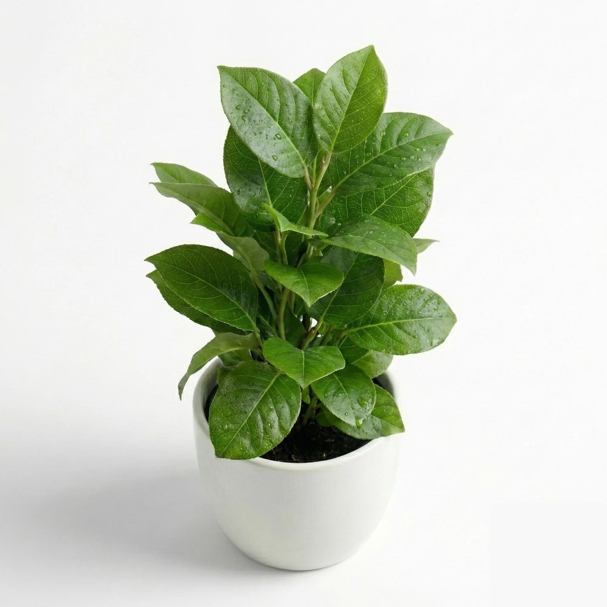 Artificial Green Leaf Potted Plant with White Pot - Image 2